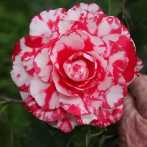 Camellia Japonica- TERRY GILLEY**Unique Bloom**Camellia Japonica-Live Starter Plant - ship in pot 3" to 4" tall