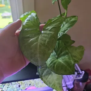 Syngonium (Arrow Head)