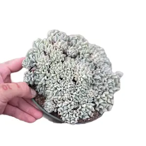 6” Crested Topsy Turvy Cubic Frost Succulent pet friendly home decor Sculpture