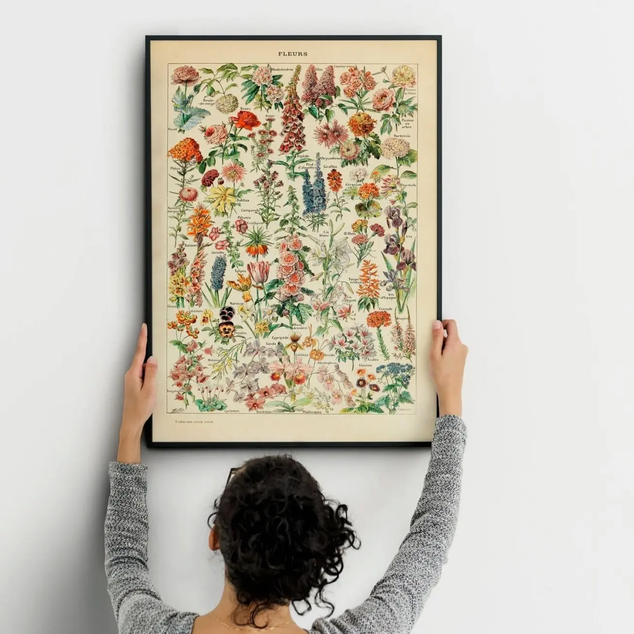 Adolphe Millot Flower Poster, Vintage Botanical Wall Art, Romantic Floral Illustration, Antique Science Decor, Nature Gift | Framless Poster 1