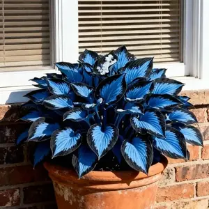 800 pcs Hosta Seeds – Hardy Shade-Loving Perennials for Landscaping & Pots, Includes Simple Growing Instructions