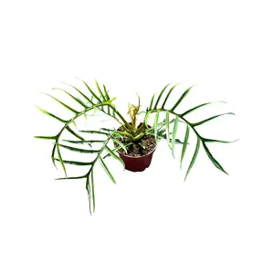 Philodendron Tortum 4” Potted Live Plant - Rare Exotic Houseplant - Skeleton Foliage - Fern-Like Leaves - Tropical Gift - Unique Indoor Plant - Multi-Lobed Aroid - Collector’s Item - Architectural Plant - Statement Greenery