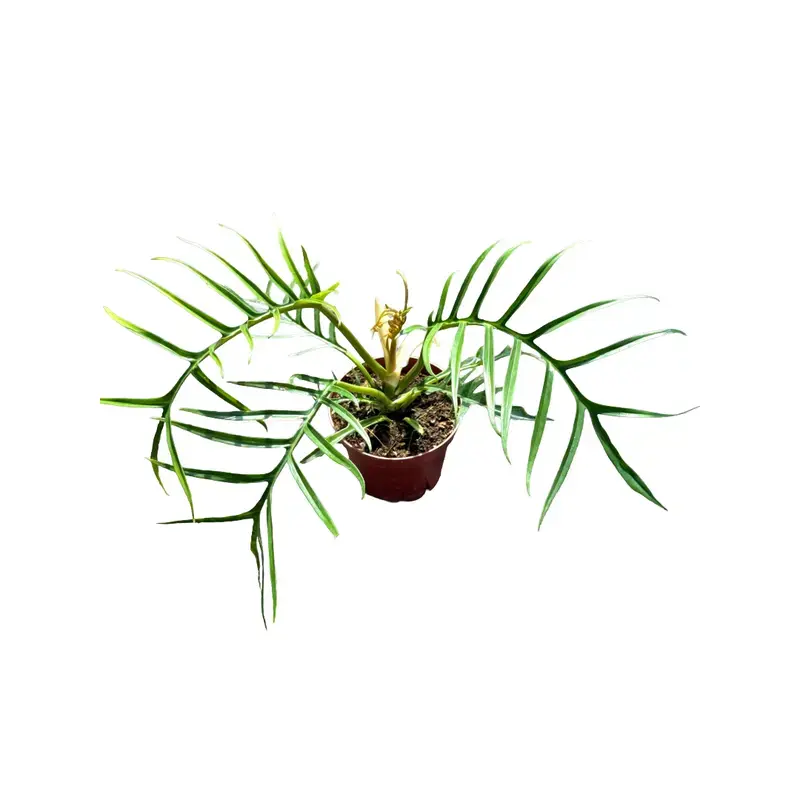 15 gallon planting pots 15 Gallon Fabric Pots w/ Handles – Hydro City main image 1