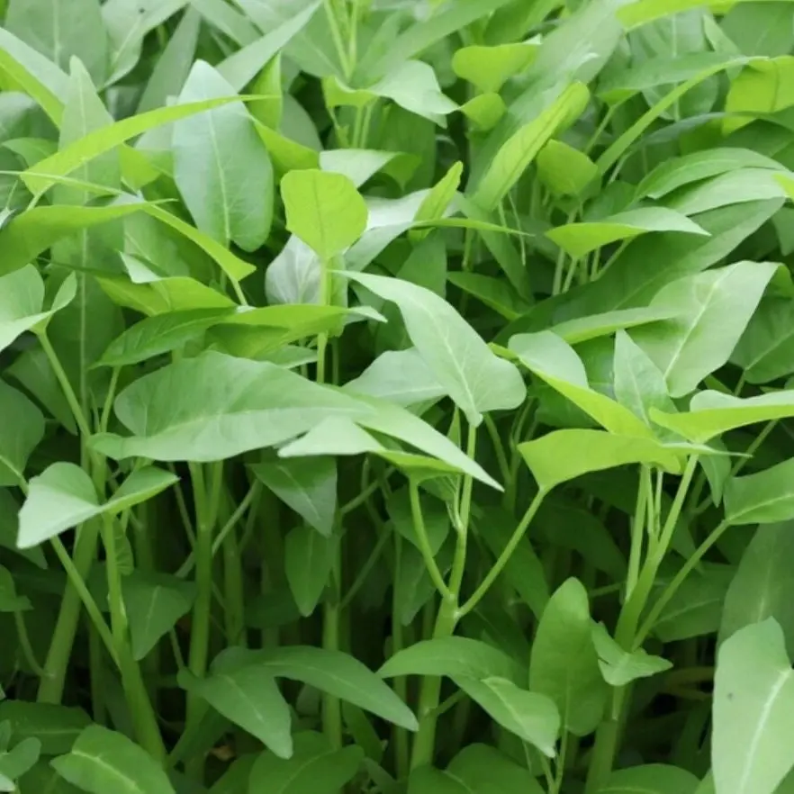 Big Leaf Water Spinach Seeds | Kangkong Seeds | Fast Growing Asian Vegetable