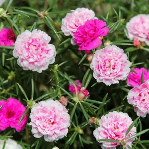 200pcs Double Moss Rose Seeds – Easy to Grow & Drought Resistant! Gorgeous Double Blooms in Vibrant Colors – Perfect for Pots, Borders & Rock Gardens. Low Maintenance & Long-Lasting Summer Beauty!