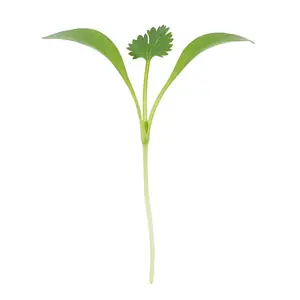 Cilantro Microgreens - 2 oz