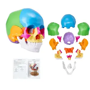 summervibes VEVOR Human Skull Model, 22 Parts Human Skull Anatomy, Life-Size Painted Anatomy Skull Model, PVC Anatomical Skull, Detachable Learning Skull Model, for Professional Teaching, Researching and Learning, Visual Learning Tools, Durable