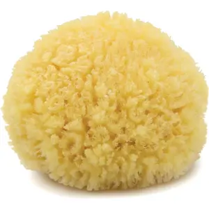 Caribbean Sea Sponge, Hand Cut, Medium, Approx. 5-6 inches