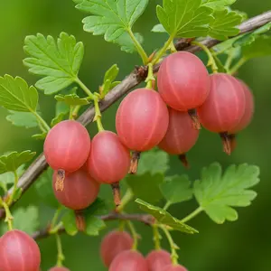 Pink Pixwell Gooseberry Seedling (12–18") – Hardy Bush with Sweet-Tart Berries (1 Seedling)