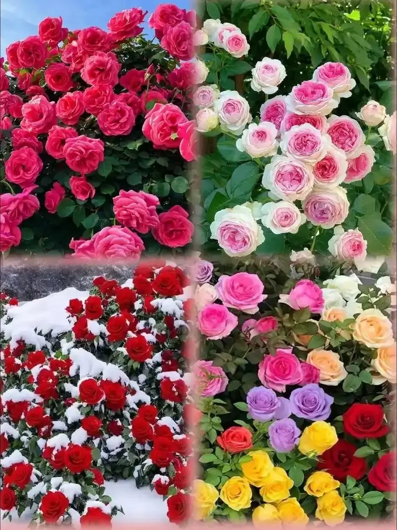 200pcs Mixed Climbing Rose Seeds Beautiful Multicolor Blooms for Fences Trellises & Pergolas Easy-to-Grow Garden Flowers