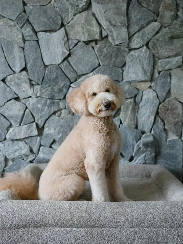 KOZY Luxury Orthopedic Dog Bed | SANDY PAWS | Large