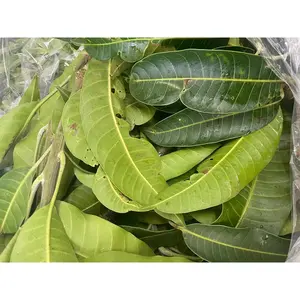 Mango Leaves - Mangifera Indica