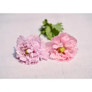 Red Peony - Poppy Seeds
