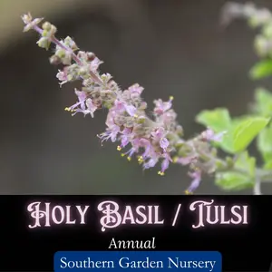 Holy Basil Seeds, Tulsi Seeds, Ocimum sanctum, Pollinator Plant, Cottage Garden Herb Seed Packets, Medicinal Herb Seeds