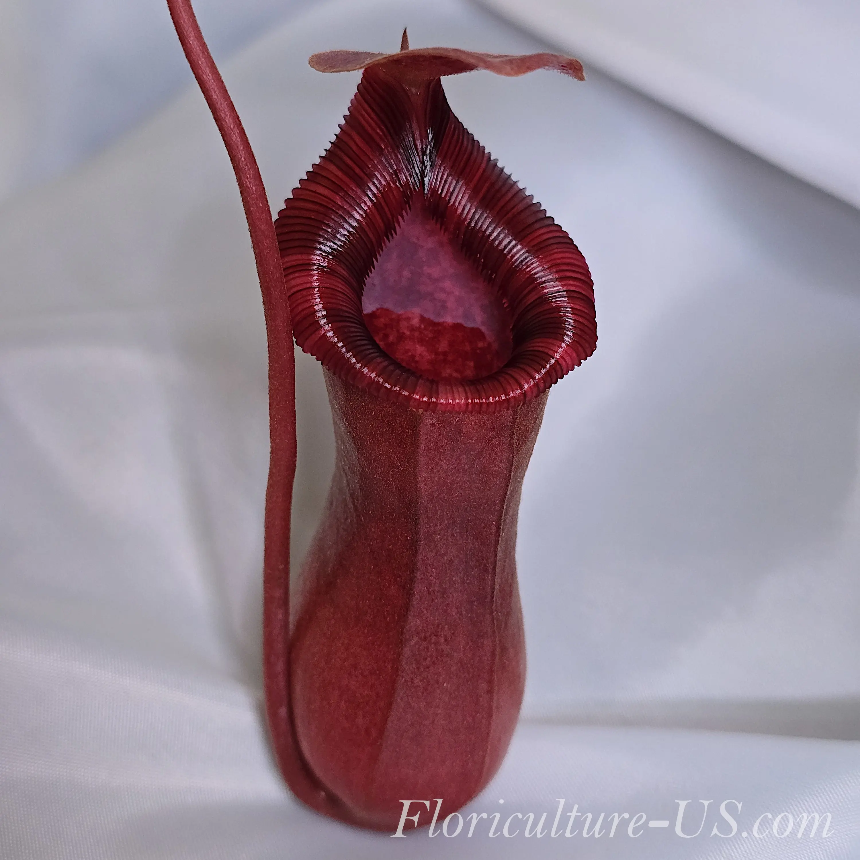 Nepenthes Lowii x Ventricosa Red, 4'' Pitcher Plant, Carnivorous Plant