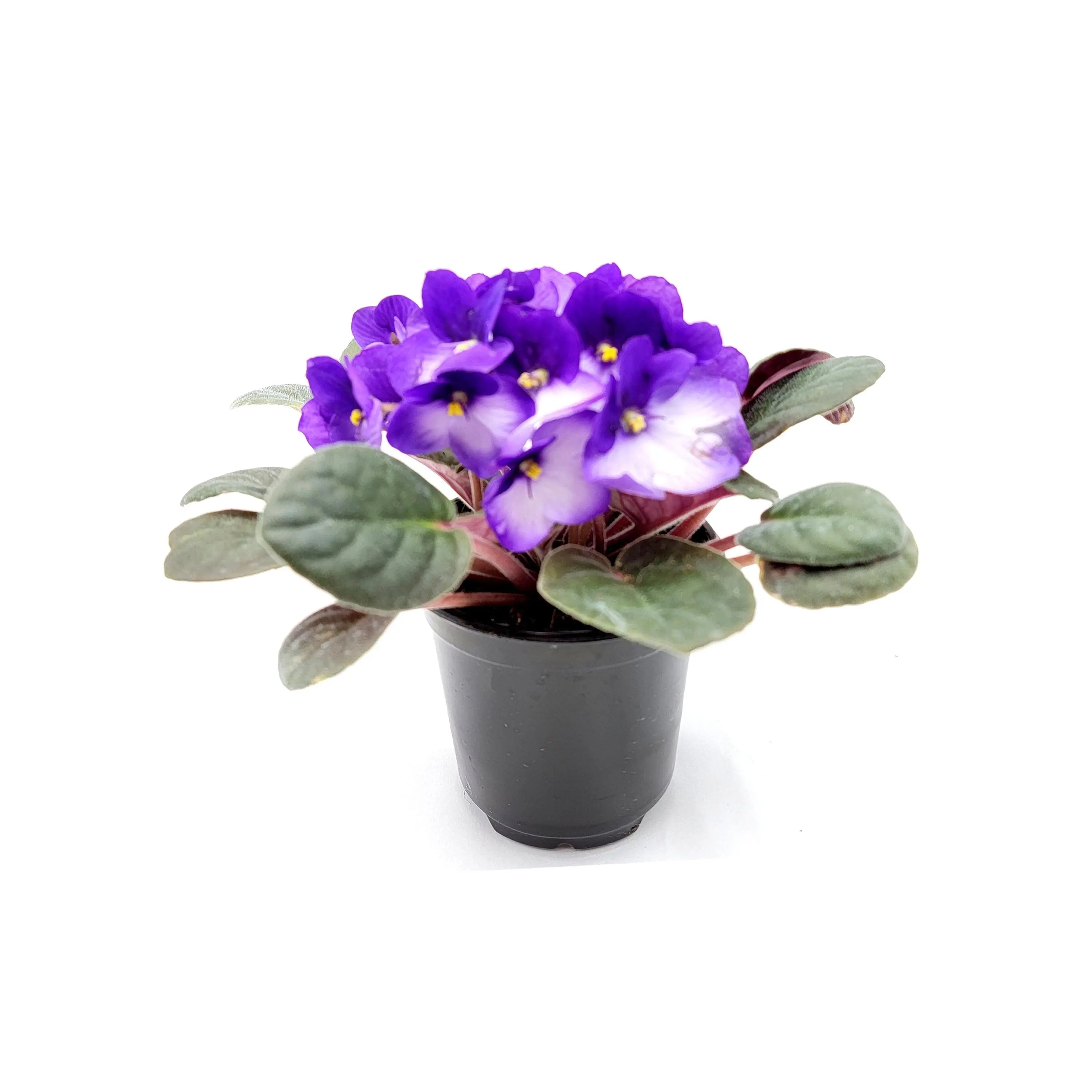 4” African Violet with Blue-White Flowers, Saintpaulia ionantha – Houseplants, Flowering Plants, Perennials + FREE HEATPACK