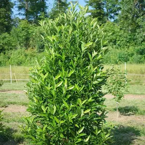 Yardline™ Viburnum