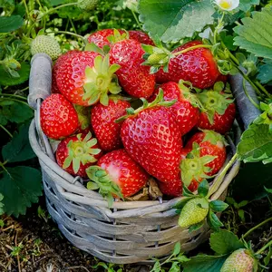 800+Pcs Strawberry Fruit Seeds for Planting Home Garden Outdoo
