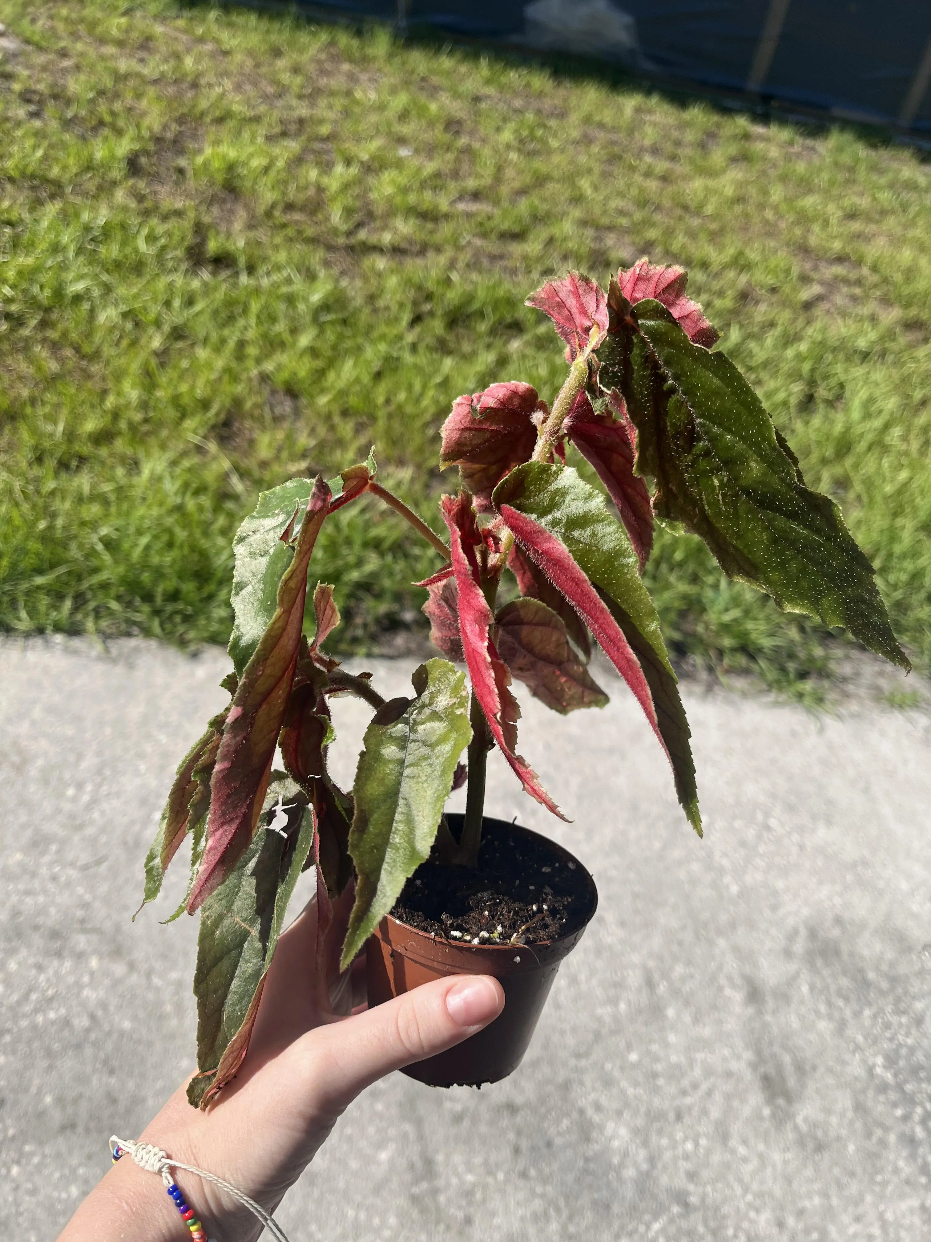 : Begonia 'Ginny Galaxy' Variegated 4" Potted Live Plant - Rex Begonia - Ultra-Rare Exotic Houseplant - Pink Splash & Cream Marbling - Spiral Shrub Foliage - Collector’s Item - Unique Indoor Statement Plant