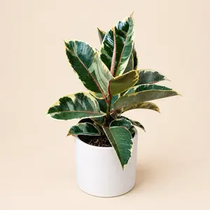 Xl Ficus Tineke 8" pot floor plant Indoor Plant with Variegated Leaves, Low Maintenance, Ideal for Home Decor and Air Purification 8" pot