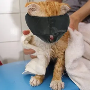 Nylon Cat Muzzle, Face Mask, Groomer Helper, Grooming Tools for Preventing Scratches and Anti-Biting, Black (L) Xbes