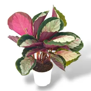 Calathea Rosy, 4 Inch Pot, Live Plant, House Plant Calathea Rosy, 4 Inch Pot, Live Plant, House Plant