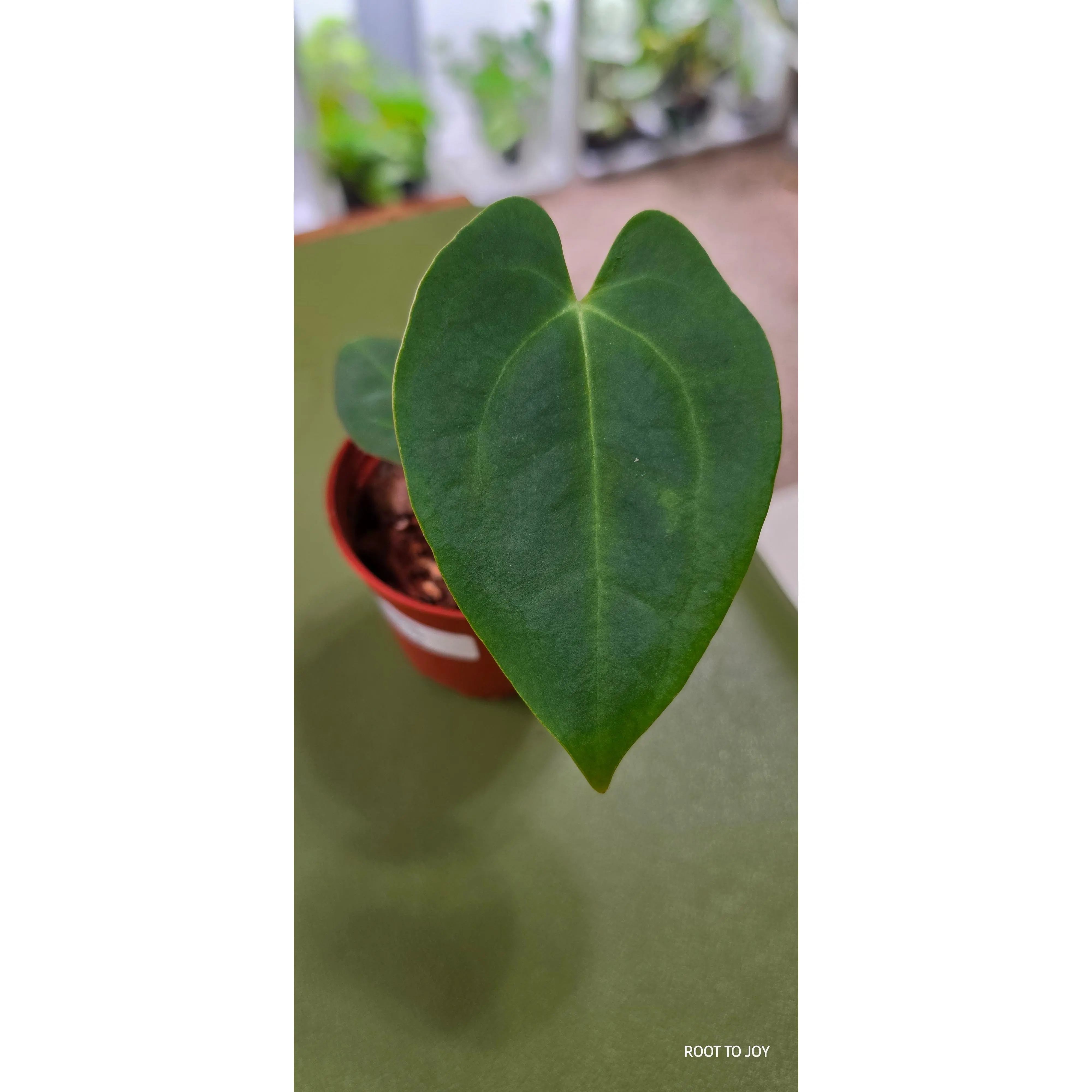 Anthurium Crystal x Pap Seedling, Indoor Potted Plant for Enhanced Plant Growth