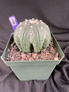 Astrophytum Asterias cv. Star Type - 'Squid Legs' cactus - 1098