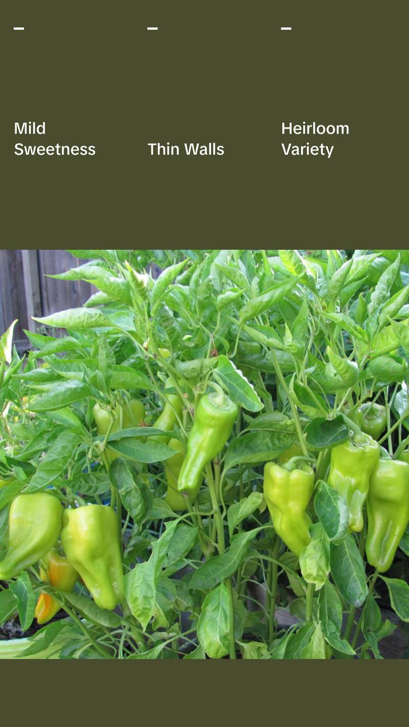 Cubanelle Sweet Pepper Seeds Organic (Capsicum annuum) – Sweet, thin-walled peppers; ideal for frying or stuffing, called Italian Frying Pepper.