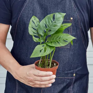 Monstera Adansonii 'Swiss Cheese' 4" Pot