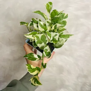 4” Jade & Pearl Pothos