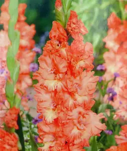 Riks Frizzle Gladiolus 10 Bulbs -10/+cm - Peach/Orange