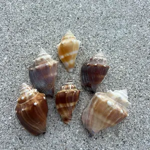 Florida Fighting Shell – Naturally Collected Coastal Decor