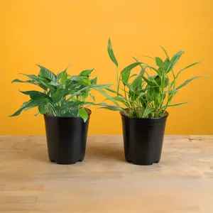 Grower's Choice Epipremnum | medium Grower's Choice Epipremnum | medium