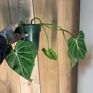 philodendron gloriosum