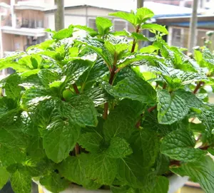 500 Asian Peppermint Seeds for Planting - Peppermint Mint Plant Indoors Outdoors - Hung Lui - Fresh Herb Mint Plant Seeds - Mint Plant Seeds