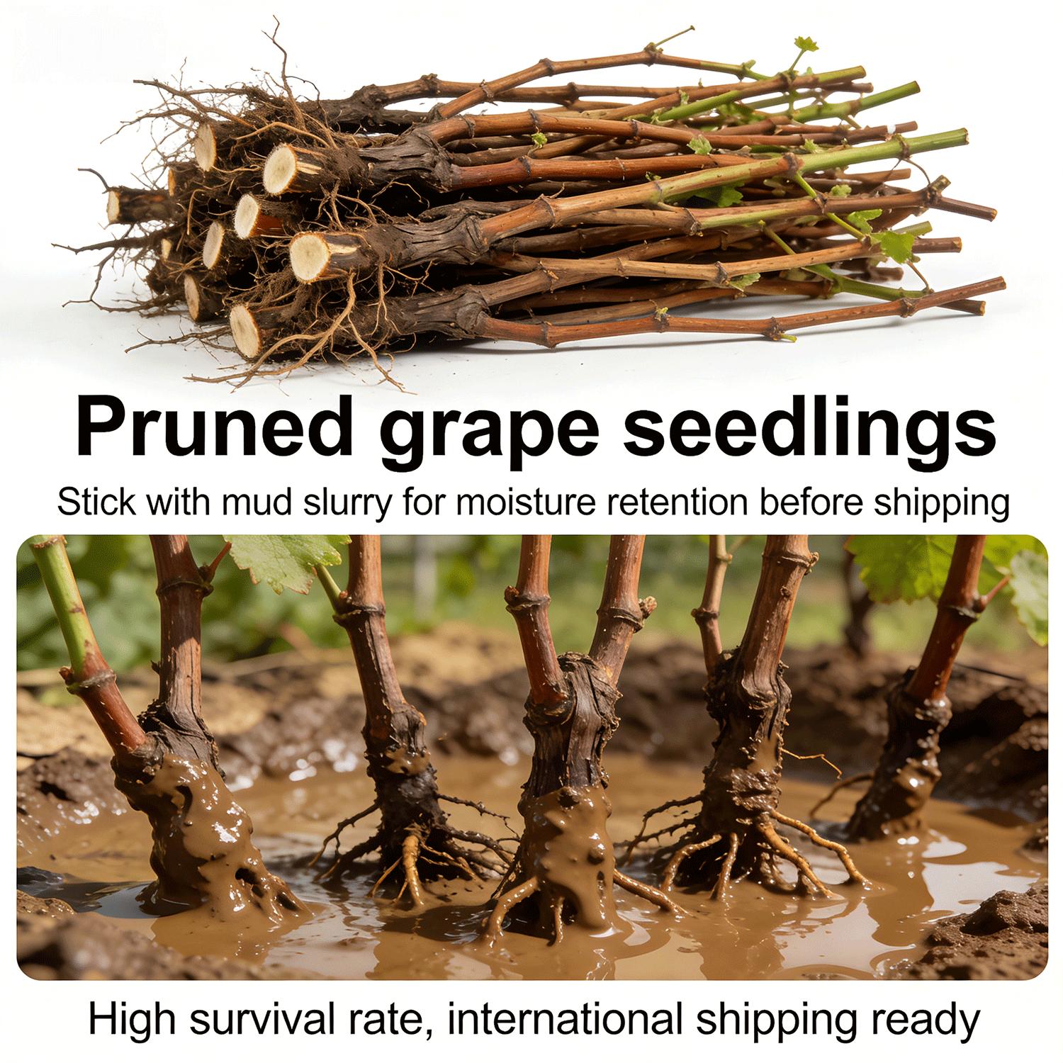 Flame Seedless Grape Plant Live – Red Seedless Table Grape Vine for Home Gardening, Easy Care Climbing Plant for Trellis, Patio Containers & Small Spaces