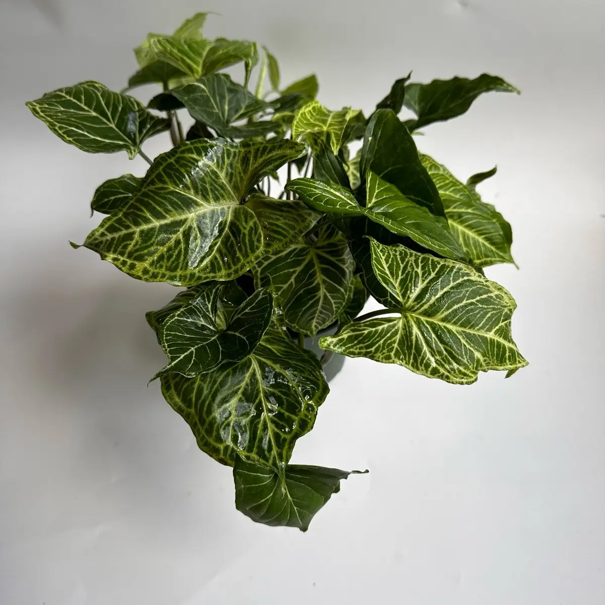 Syngonium Batik 6" pot - Rare Indoor Gardening Plant with Unique Foliage, Easy Care, Suitable for Small Spaces, Low Maintenance - Pot