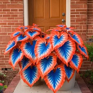 800 PCS Tricolor Hosta Seeds – Red Blue White Variegated Leaves for Bold Garden Accents