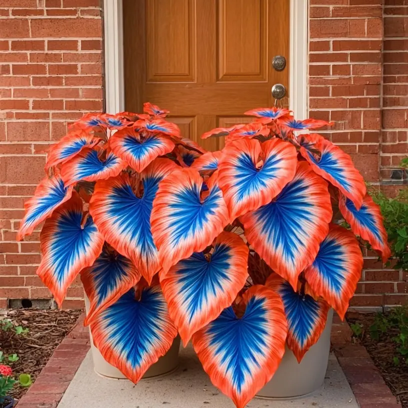 800 PCS Tricolor Hosta Seeds – Red Blue White Variegated Leaves for Bold Garden Accents