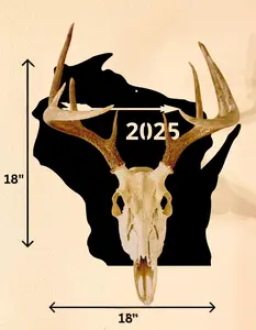European Skull Mount Version A (Wisconsin)