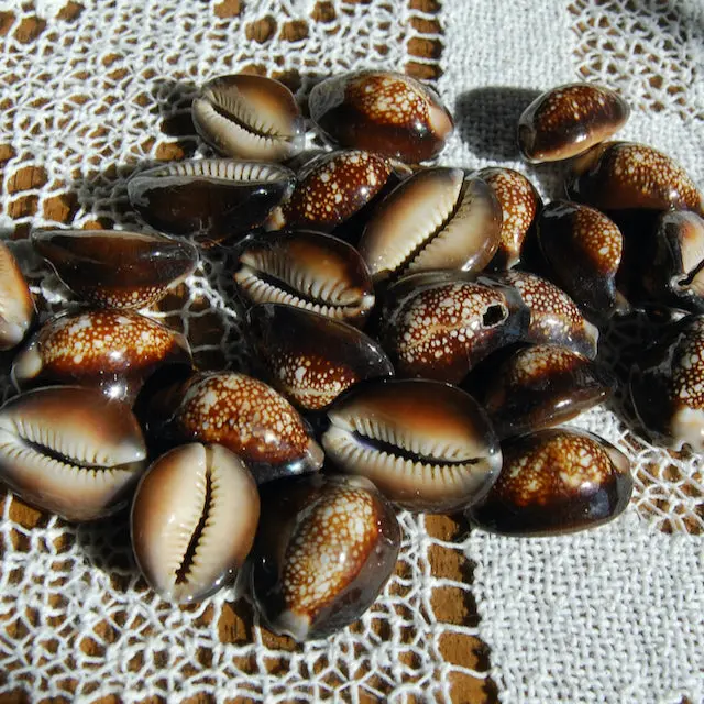 3pc Snakehead Cowrie Shells, Cypraea caputserpentis Cowries