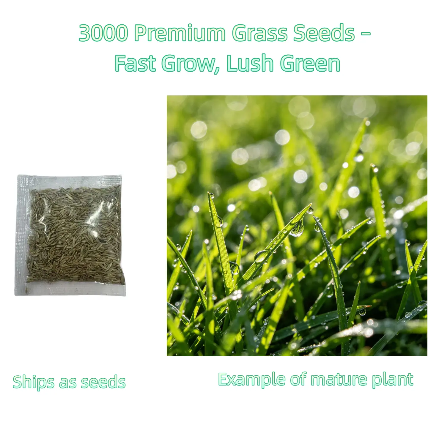 HardyLawn Premium Green Grass Seeds - 3000 Easy-to-Plant, Fast-Growing, High-Germination Seeds for Home Garden Outdoor Use, Turf Growth for New Lawns or Overseeding (Sun & Partial Shade)