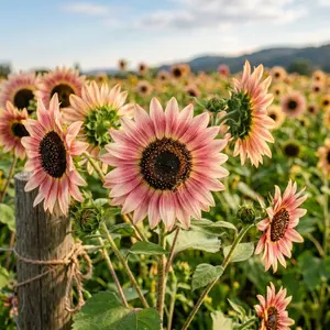 100 Strawberry Blonde Sunflower Seeds for Planting - Rare Pastel Pink & Rose Blooms - Heirloom Flower Seeds