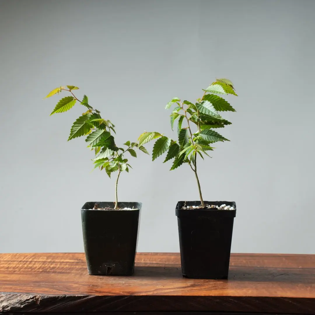 Zelkova Bonsai Starters