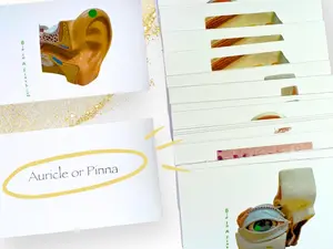 Cutaneous and Special Senses Anatomy Flashcards