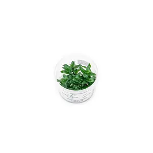 Staurogyne Repens Aquatic Farmer Tissue Culture