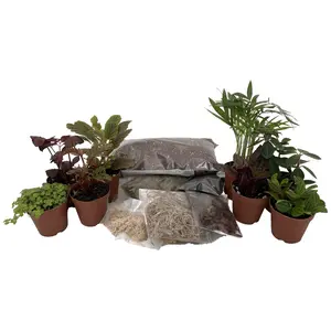Hirt's Terrarium Kit with 8 Terrarium Plants in 2" Pots