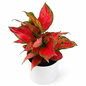 Aglaonema Ruby Ray 5" Pot Rare House Plant - Perfect for Beginners & Indoor Home Decoration - Thrives in Medium Light & Well-Draining Soil