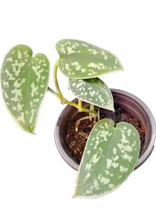 Satin Pothos Scindapsus pictus - Low Maintenance Houseplant with Heart-Shaped Leaves & Silvery-Grey Speckles for Indoor Decor